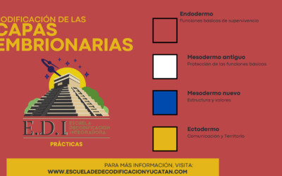 Codificación de las 4 capas embrionarias y sus conflictos
